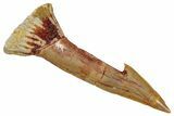 Fossil Sawfish (Onchopristis) Rostral Barb - Morocco #351681-1